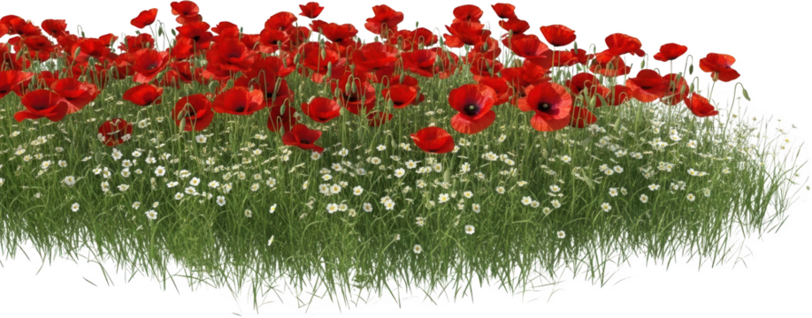 A field of blooming red poppies and white wildflowers in lush green grass