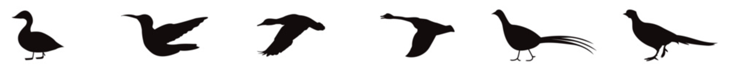 Many kind of Birds Collection with white background, many kinds exotic birds silhouette vector illustration.