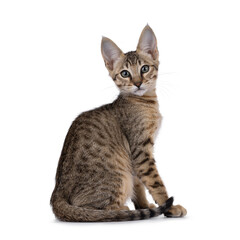 Beautiful warm toned Savannah cat kitten, sitting up side ways with one paw lfted. Looking straight to camera with green eyes. Isolated on a white background.