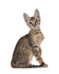 Beautiful warm toned Savannah cat kitten, sitting up side ways with one paw lfted. Looking straight to camera with green eyes. Isolated on a white background.