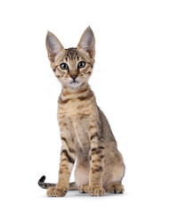 Beautiful warm toned Savannah cat kitten, sitting up facing front. Looking straight to camera with green eyes. Isolated on a white background.