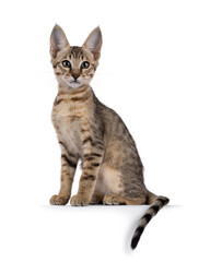 Beautiful warm toned Savannah cat kitten, sitting up side ways on an edge. Looking beside camera with green eyes. Isolated on a white background.
