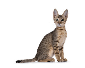 Beautiful warm toned Savannah cat kitten, sitting up side ways. Looking away from camera with green eyes. Isolated on a white background.