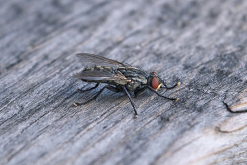 Gray blowfly on wooden background
