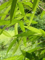 Fresh Bamboo Leaves in Lush Natural Environment