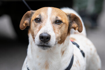 Frontal portrait of dog Jack Russell Terrier breed. Portrait of a Jack Russell Terrier, close-up. 