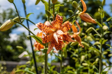 a full view of a Double Tiger Lily bloom in the back garden