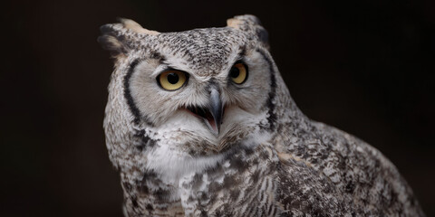 Fototapeta premium Owl with wide eyes and open beak in surprised expression