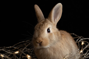 Rabbit tangled in fairy lights, festive chaos
