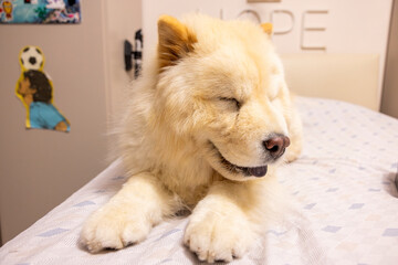 A fluffy cream-colored chow chow lies relaxed on a bed in a softly lit room, eyes closed in peaceful rest.