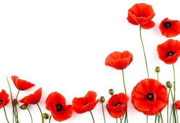 Obraz premium Vibrant red poppy flowers create a continuous horizontal border against a pure white background, floral, blossom