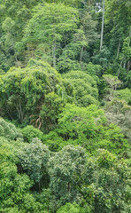 Virgin rainforest in Borneo, Sabah, Malaysia.