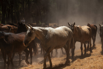 Riders drive a herd of horses through dusty pine woods during the annual "Saca de las Yeguas" in Almonte, Huelva, southern Spain.