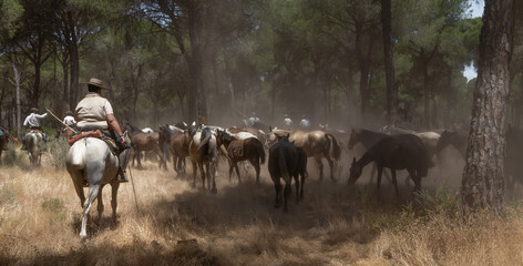 Riders drive a herd of horses through dusty pine woods during the annual "Saca de las Yeguas" in Almonte, Huelva, southern Spain.