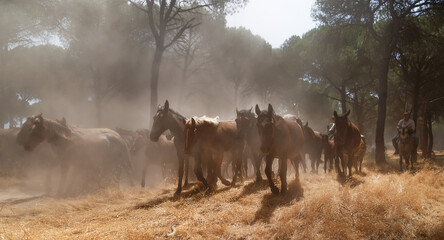 Riders drive a herd of horses through dusty pine woods during the annual "Saca de las Yeguas" in Almonte, Huelva, southern Spain.