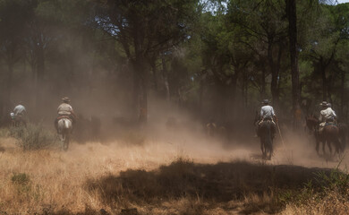 Riders drive a herd of horses through dusty pine woods during the annual 
