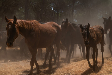 Riders drive a herd of horses through dusty pine woods during the annual 