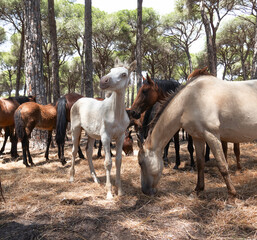 Traditional horse roundup in andalusia forest. Riders drive a herd of horses through dusty pine woods during the annual "Saca de las Yeguas" in Almonte, Huelva, southern Spain. 