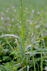 Tender green rice shoots emerge, symbolizing growth and abundance. Perfect for agriculture, nature, or sustainability themes