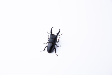 ヒラタクワガタ