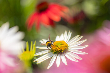 Obraz premium a bumblebee (bombus) sitting and harvesting on a coneflower blossom (echinacea)