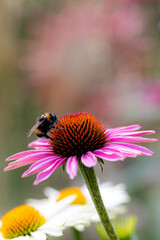 a bumblebee (bombus) sitting and harvesting on a coneflower blossom (echinacea)