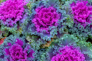 Natural pattern of ornamental cabbages with bright purple cores and green leaves. For wallpaper,...