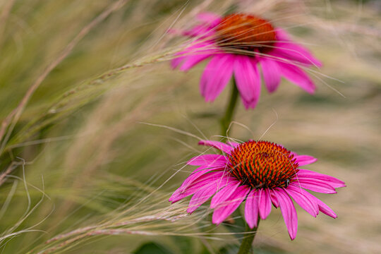 Two purple coneflower blossoms (echinacea) with tiny blades of grass