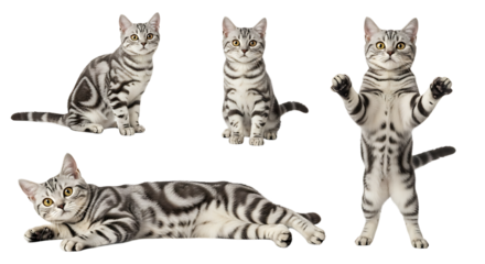 Four Silver Tabby Cats in Various Poses Sitting Reclining and Standing Upright.