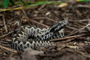 Europäische Hornotter // European nose-horned viper (Vipera ammodytes meridionalis) - Peloponnes, Griechenland