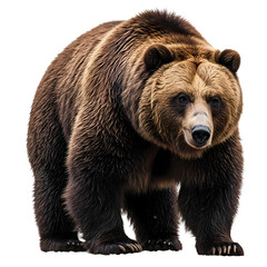 Fototapeta premium Majestic Brown Bear A Powerful Presence isolated on transparent background