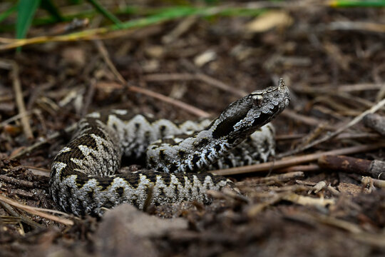 Europ&auml;ische Hornotter // European nose-horned viper (Vipera ammodytes meridionalis) - Peloponnes, Griechenland