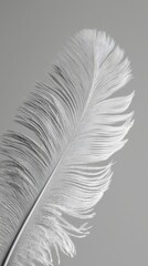 Extreme close-up of a single clean white feather