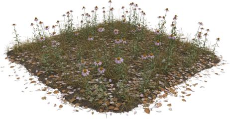 A patch of wildflowers with purple petals and yellow centers growing in dry grass and fallen leaves