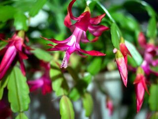 beautiful profusely blooming Schlumberger cactus on the windowsill