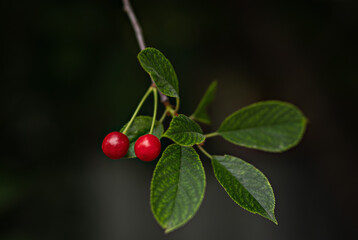 Cherry. Two red cherrys.