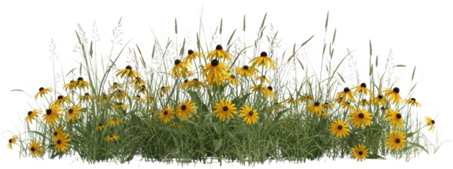 A patch of vibrant yellow coneflowers blooming amidst tall green grass and feathery seed stalks
