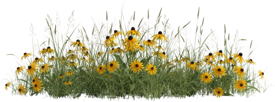 A patch of vibrant yellow coneflowers blooming amidst tall green grass and feathery seed stalks