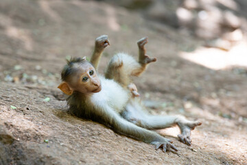 Barbary macaque ape, funny baby rhesus monkey, wildlife of Goa India, jungle and rainforest animal 