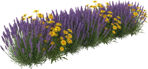 A dense planting of blooming lavender spikes interwoven with yellow daisy like flowers