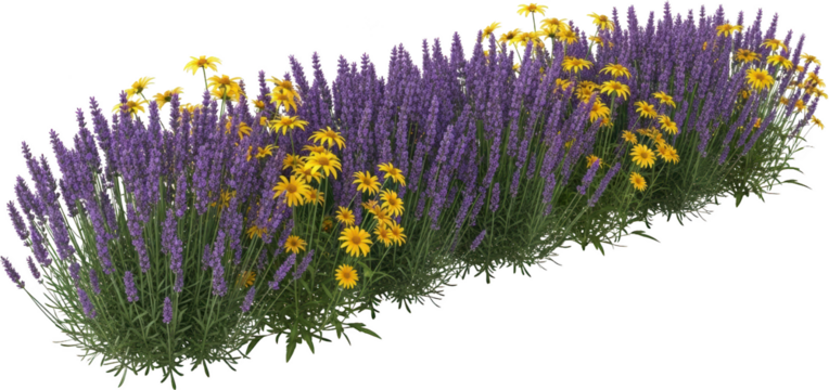 A dense planting of blooming lavender spikes interwoven with yellow daisy like flowers