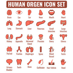 Human Organ Icon Set