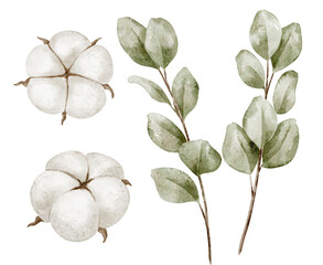 Watercolor illustration of Cotton flowers and Eucalyptus leaves in green and white colors. Botanical drawing of delicate branches and plants for baby shower invitations or wedding greeting card
