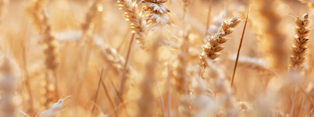 Fototapeta premium Close-up of ripe golden wheat ears in soft sunset light, with blurred background and warm evening tones, symbol of agriculture, harvest, nature and rural summer landscape, peaceful and natural mood