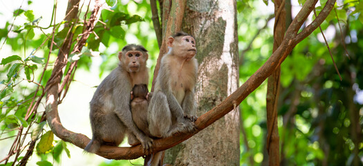 Barbary macaque ape, rhesus monkey family with baby in tropical jungle of India, wildlife rainforest animal, bonding and relationship 