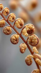 Unfurling fern frond showing a fractal pattern close-up