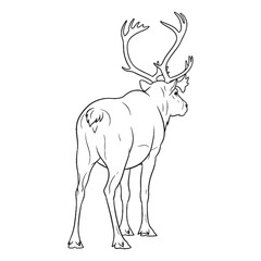 The Majestic Caribou Herd - Caribou vector - Caribou Line art - Caribou Drawing - Vector Lineart of Caribou - Caribou illustration - depicting collective movement

