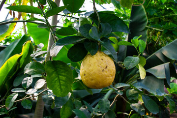 lemon tree with fruits
