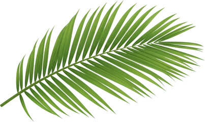 Obraz premium A Single Green Palm Frond With Many Slender Leaves On A Transparent Background