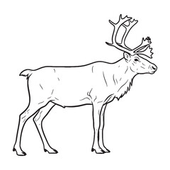 Obraz premium Wild Caribou Spirit - Caribou vector - Caribou Line art - Caribou Drawing - Vector Lineart of Caribou - Caribou illustration - capturing its untamed nature